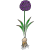 bulb