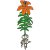 bulb