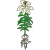 bulb