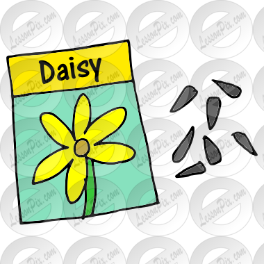 Daisy Seeds Picture