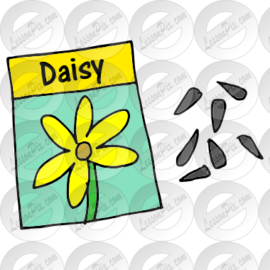 Daisy Seeds