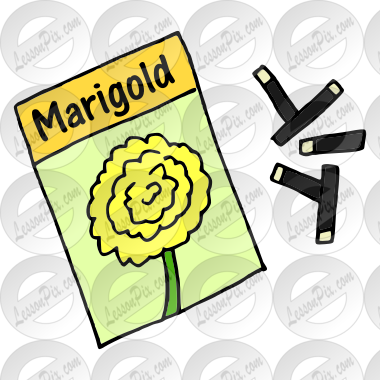 Marigold Seeds Picture