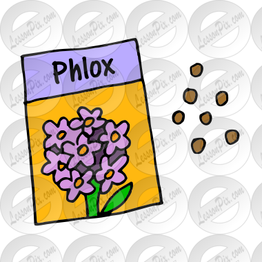 Phlox Seeds Picture