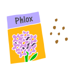 Phlox Seeds Stencil