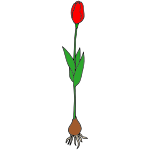 Tulip Picture