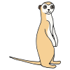 Meerkat Picture