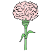 carnation Picture