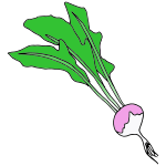 Turnip Picture