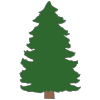 spruce Picture