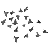 Flock+of+birds Picture