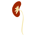 Kidney Stencil