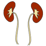 Kidneys Picture