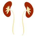 Kidneys Stencil