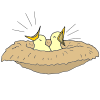 Where does a bird build a nest?