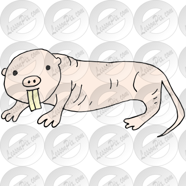 Naked Mole Rat