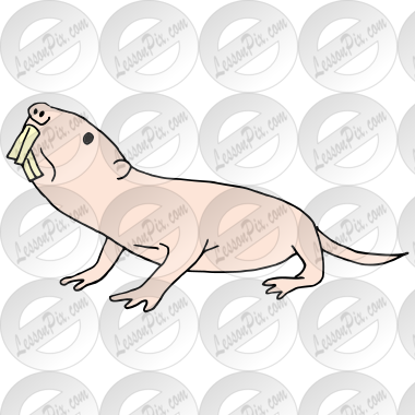 Naked Mole Rat