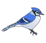 Blue Jay Picture