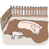 Little pigs