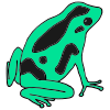 The+green+frog Picture