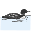 loon Picture