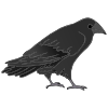 crow+says+%22caw%22 Picture