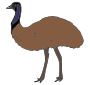 Emu Picture