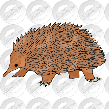 Spiny Anteaters