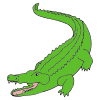 alligator Picture