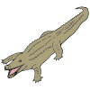 What did we find? A crocodile! Swim away!