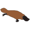 the+platypus Picture