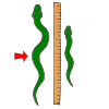 length Picture