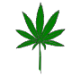 Marijuana Picture
