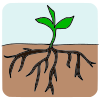 A+stem+growing+up+from+the+roots+from+the+seed+in+the+ground Picture