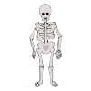 5+Skeletons Picture