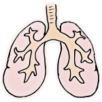 lungs Picture
