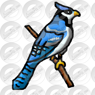 Bluejay Picture