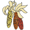 Indian corn
