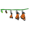 The+chrysalis+hangs+on+a+tree+while+the+butterfly+is+growing+inside. Picture