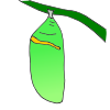 The+Caterpillar+makes+a+chrysalis Picture