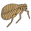 fleas Picture