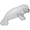 sea cow  Picture