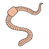 earthworm Picture