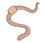 Earthworm Picture