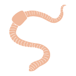 Earthworm Stencil