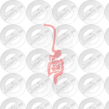 Digestive System Stencil