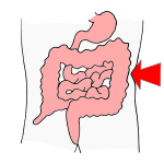 Large Intestines Picture
