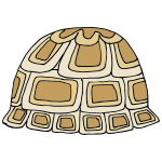 Tortoise Shell Picture