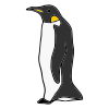 penguin Picture