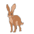 bunny
