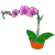 pot